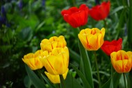 各种颜色的郁金香图片大全