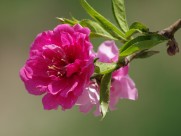 碧桃花图片大全