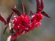 碧桃花图片大全