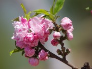 碧桃花图片大全