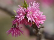 碧桃花图片大全