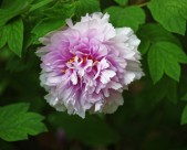 牡丹花图片大全