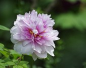 牡丹花图片大全