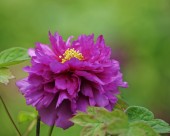 牡丹花图片大全