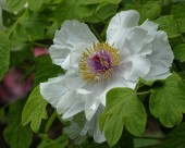 牡丹花图片大全