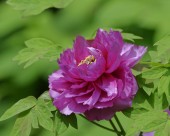 牡丹花图片大全