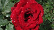 红色玫瑰花图片大全