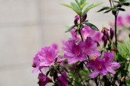 杜鹃花图片