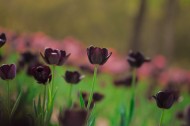 艳丽的郁金香图片
