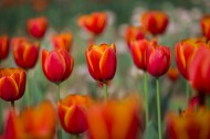 艳丽的郁金香图片
