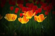 多姿多彩的郁金香图片大全