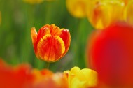 多姿多彩的郁金香图片大全