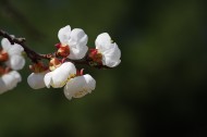 杏花图片