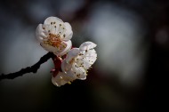 杏花图片