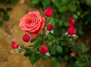 月季花图片大全