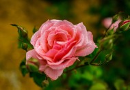 月季花图片大全