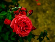 月季花图片大全