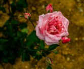 月季花图片大全