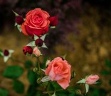 月季花图片大全