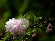 典雅芬芳的樱花图片大全