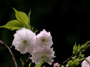 典雅芬芳的樱花图片大全