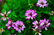 紫色苜蓿花图片大全