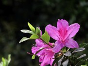 山踯躅  映山红杜鹃花图片