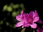 山踯躅  映山红杜鹃花图片