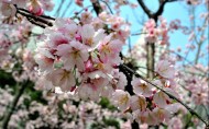 粉色樱花图片大全