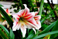 朱顶红图片大全