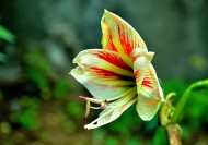 朱顶红图片大全