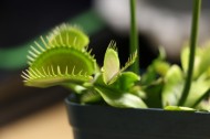 捕蝇草图片