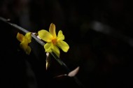 光影下的迎春花图片大全