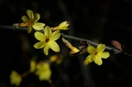 光影下的迎春花图片大全