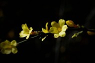 光影下的迎春花图片大全