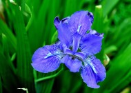 鸢尾花图片