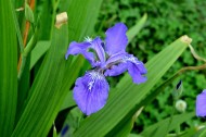 鸢尾花图片