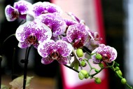 蝴蝶兰图片大全