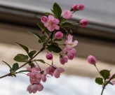 海棠花图片大全