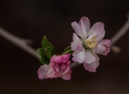 海棠花图片大全