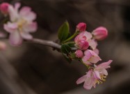 海棠花图片大全