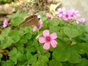 酢浆草图片大全
