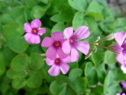 酢浆草图片大全