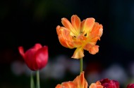 娇艳郁金香图片