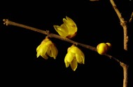 黄色腊梅花图片大全