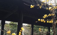 黄色腊梅图片