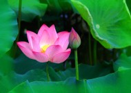 娇艳的荷花图片