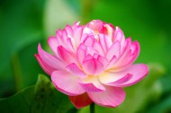 荷花图片大全