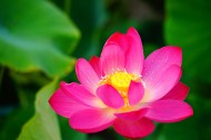 荷花图片大全