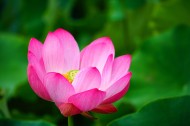 荷花图片大全